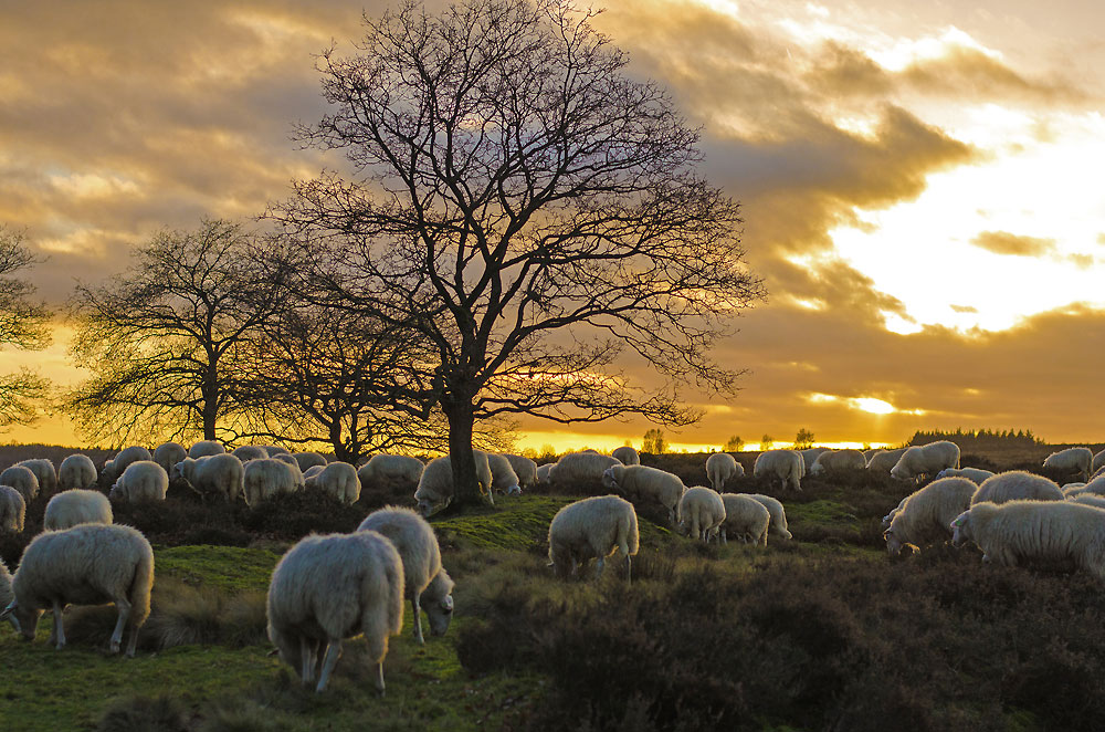 Landschap Ginkelse Heide